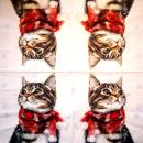 KAT-964 Cats - 3-ply - Ti-Flair